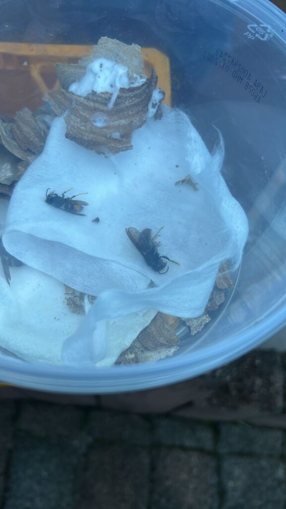 Nestentfernung – 15.06.2026