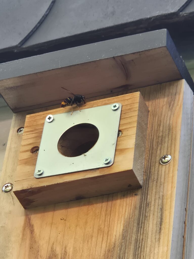 Nestentfernung – 19.06.2026