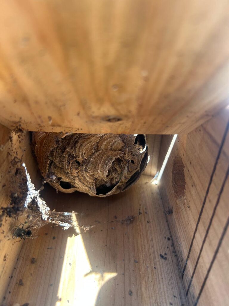 Nestentfernung – 19.06.2026
