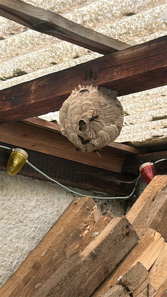 Nestentfernung – 22.06.2026