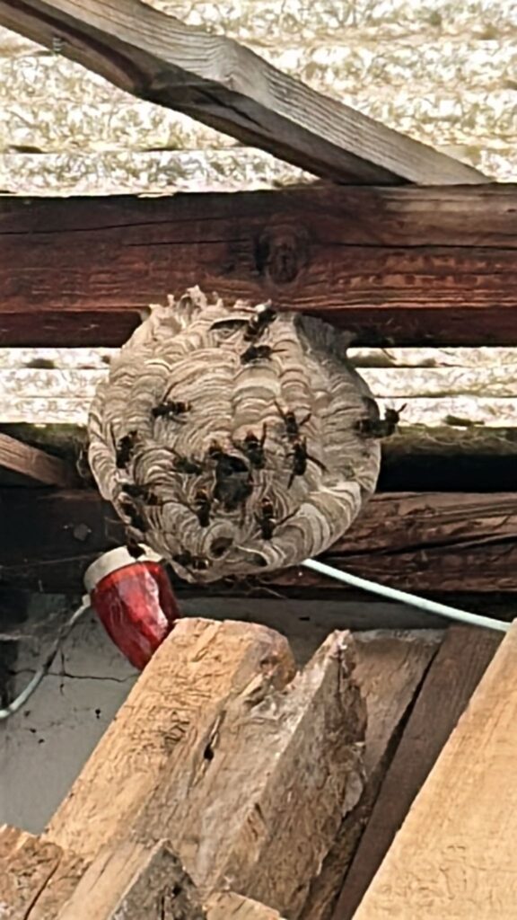 Nestentfernung – 22.06.2026