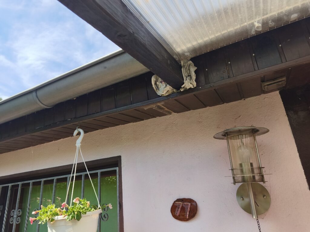 Nestentfernung – 26.06.2026