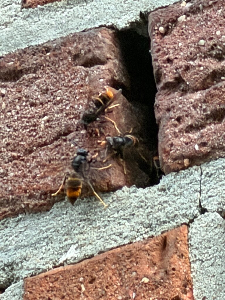 Nestentfernung – 29.06.2026
