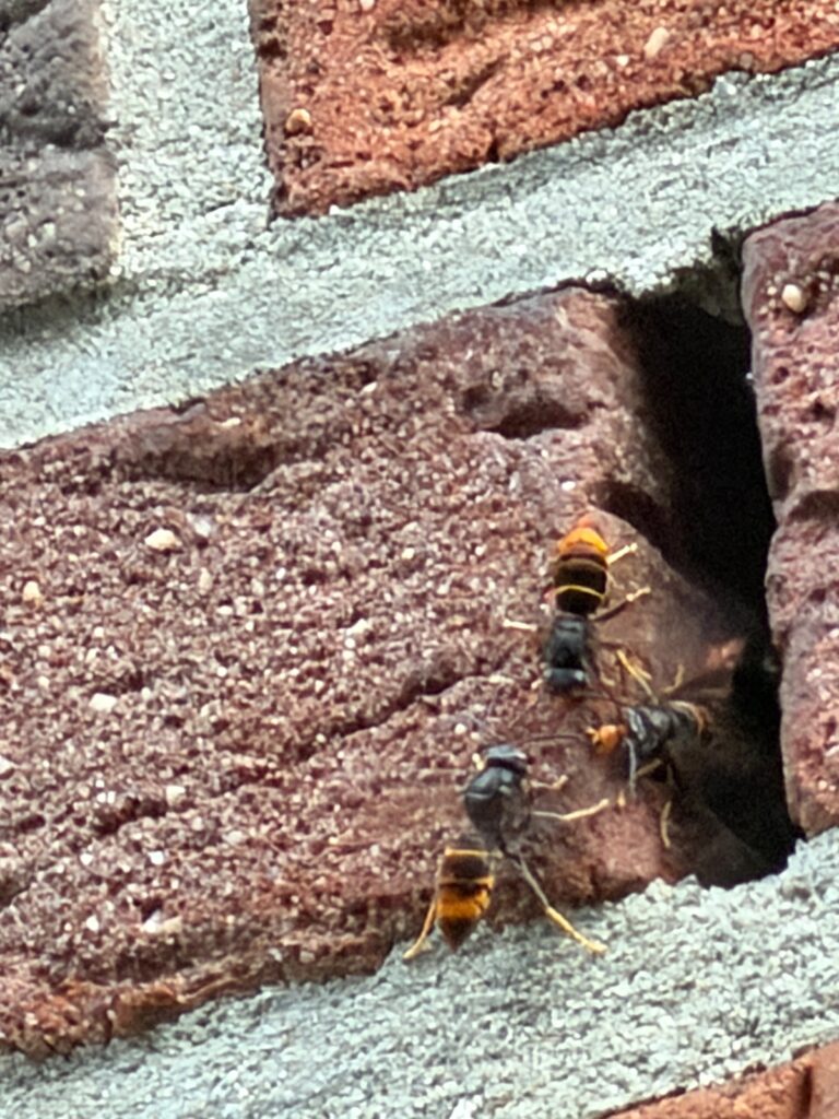 Nestentfernung – 29.06.2026
