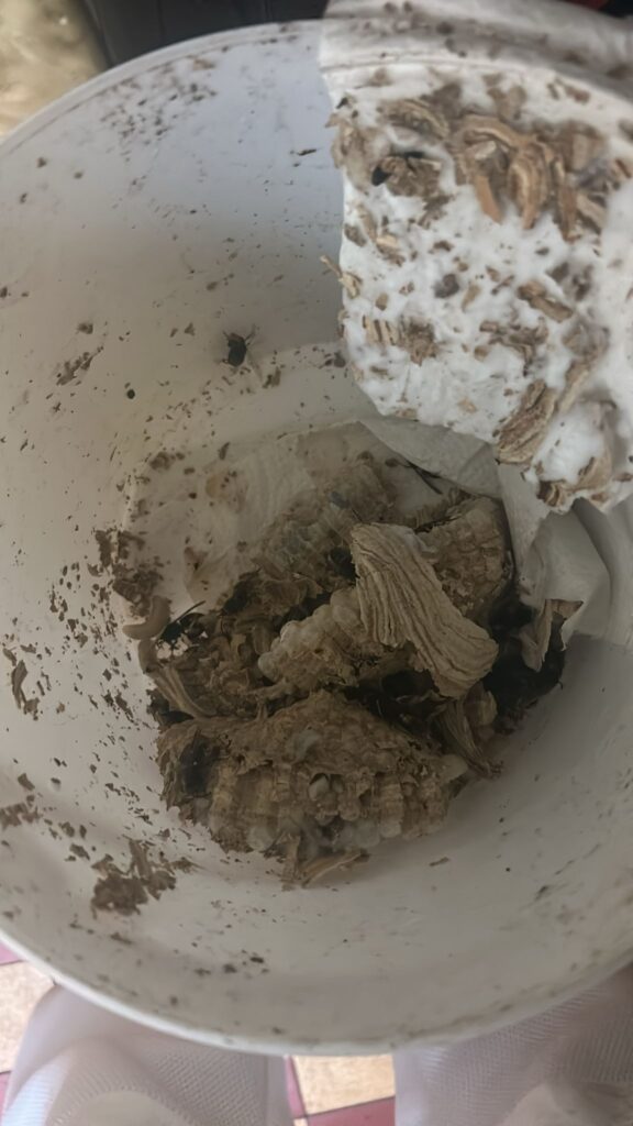 Nestentfernung – 29.06.2026