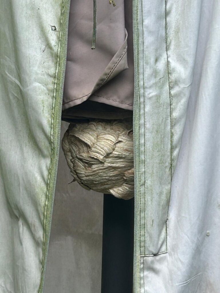 Nestentfernung – 29.06.2026
