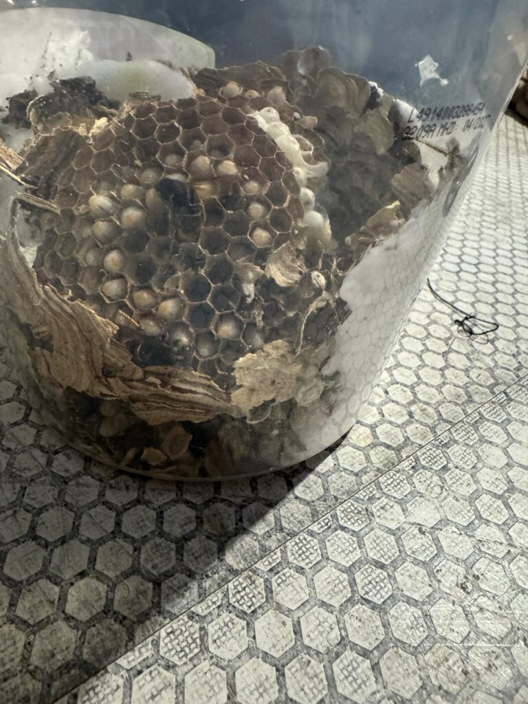 Nestentfernung – 29.06.2026