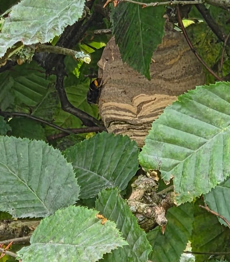 Nestentfernung – 30.06.2026