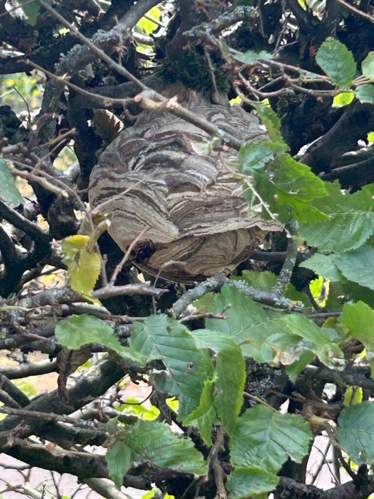 Nestentfernung – 06.07.2026