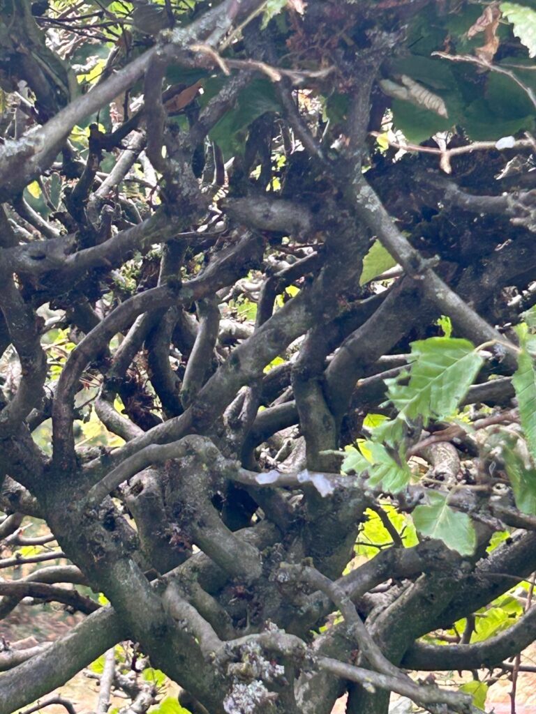 Nestentfernung – 06.07.2026