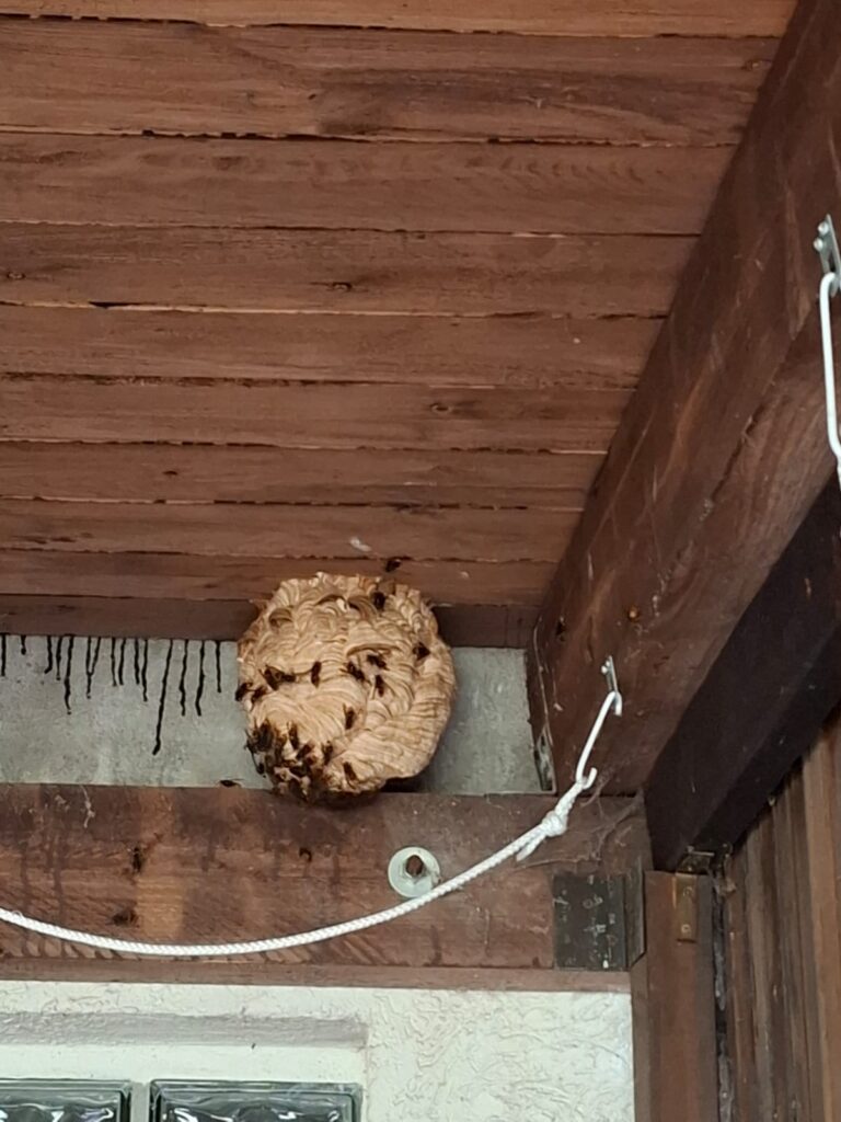 Nestentfernung – 09.07.2026
