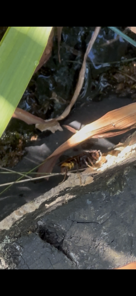 Nestentfernung – 11.07.2026