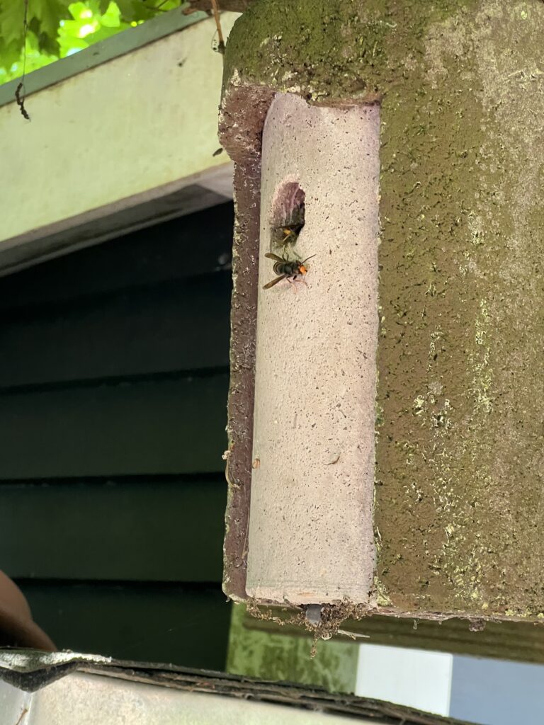 Nestentfernung – 11.07.2026