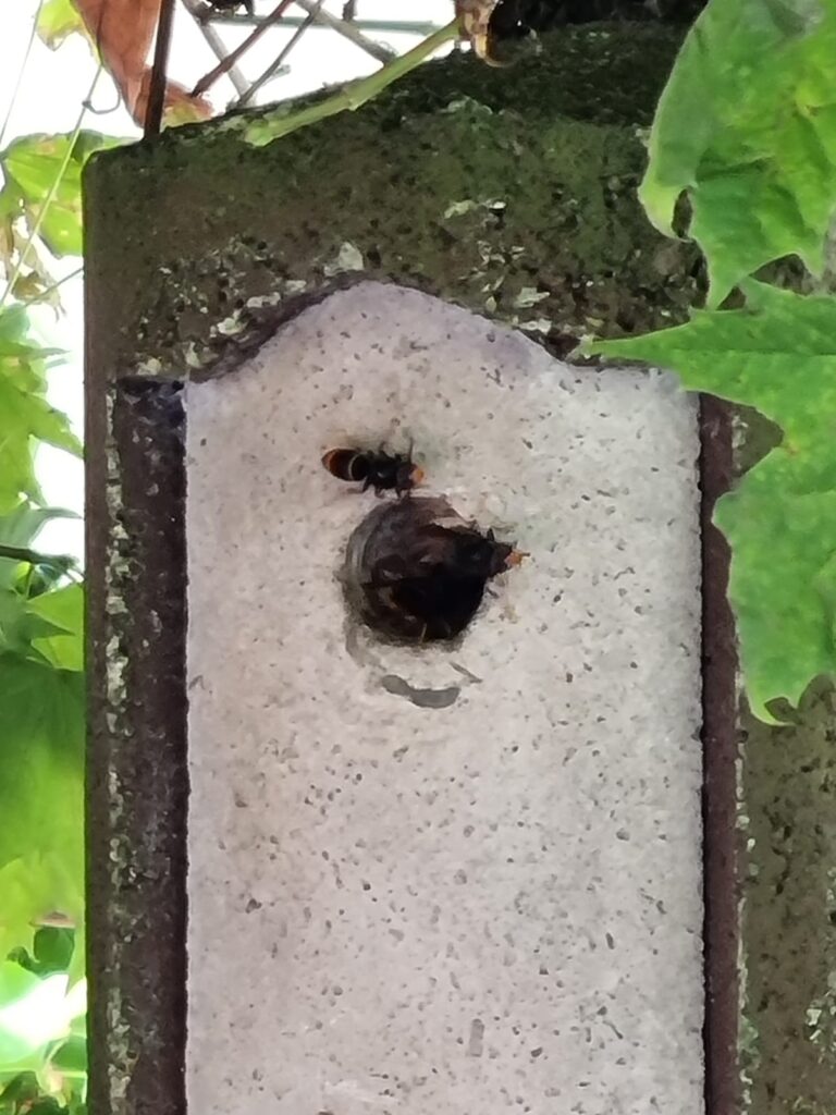 Nestentfernung – 11.07.2026