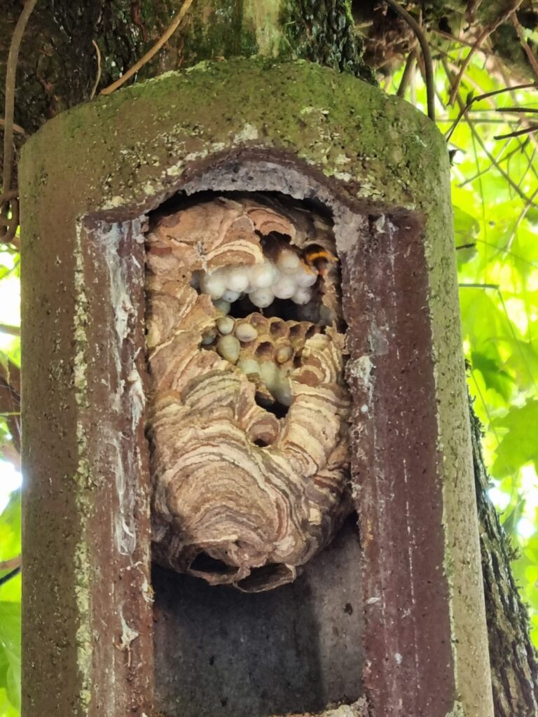 Nestentfernung – 11.07.2026
