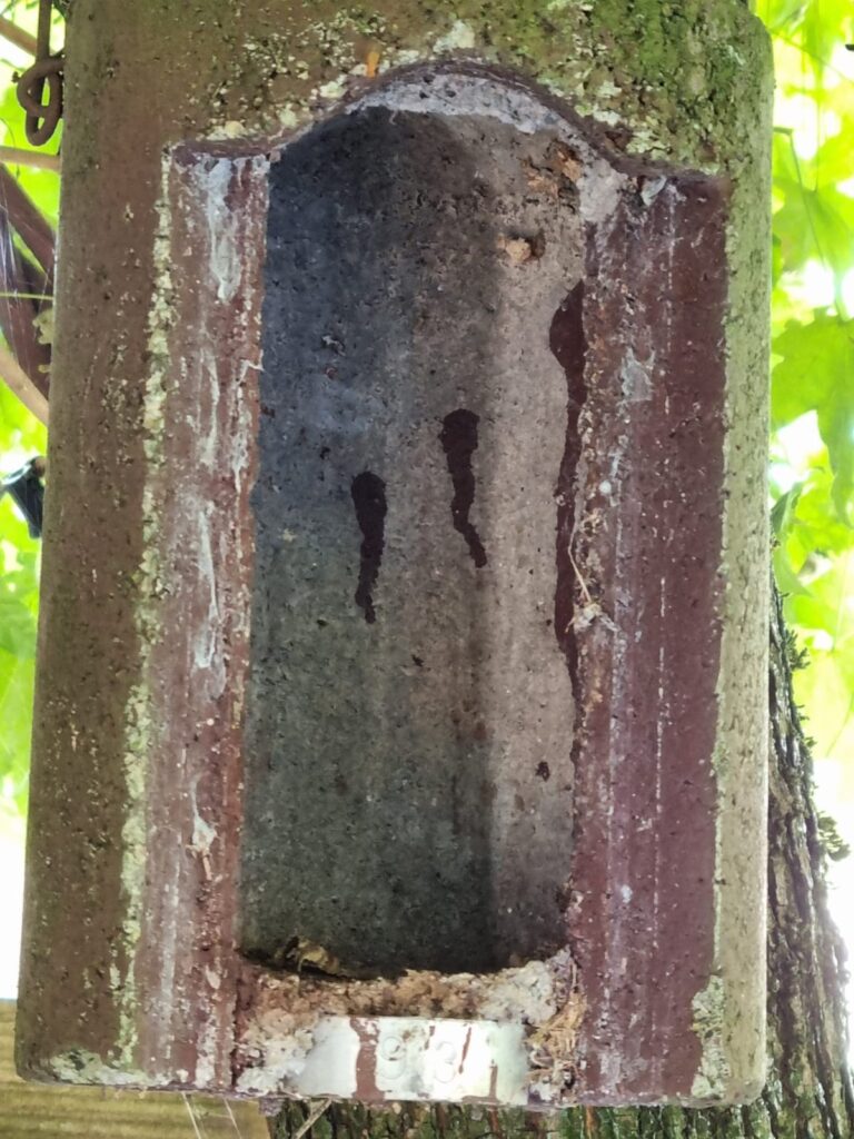 Nestentfernung – 11.07.2026
