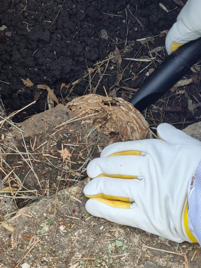 Nestentfernung – 12.07.2026