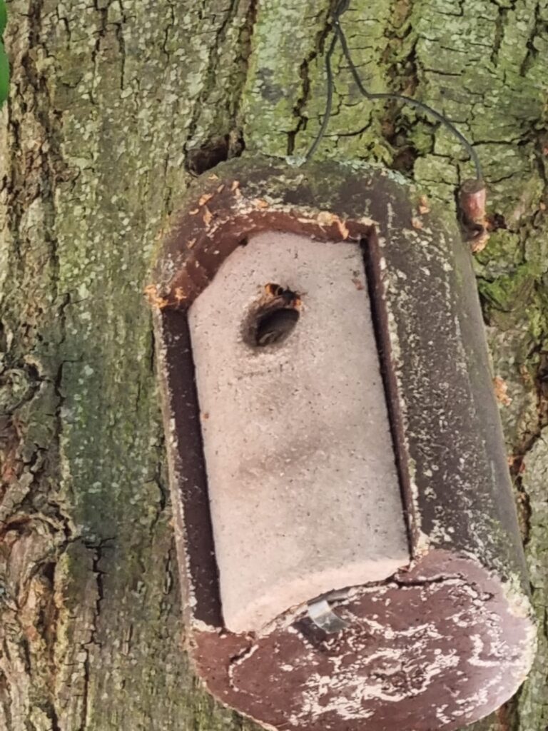 Nestentfernung – 11.07.2026