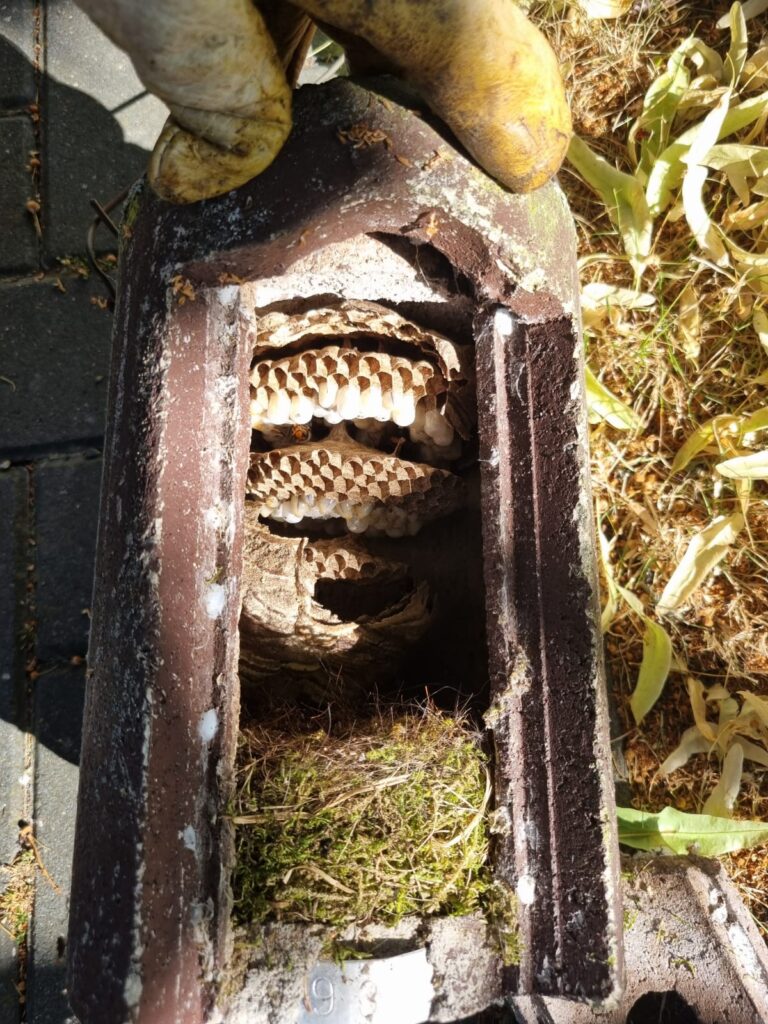 Nestentfernung – 11.07.2026