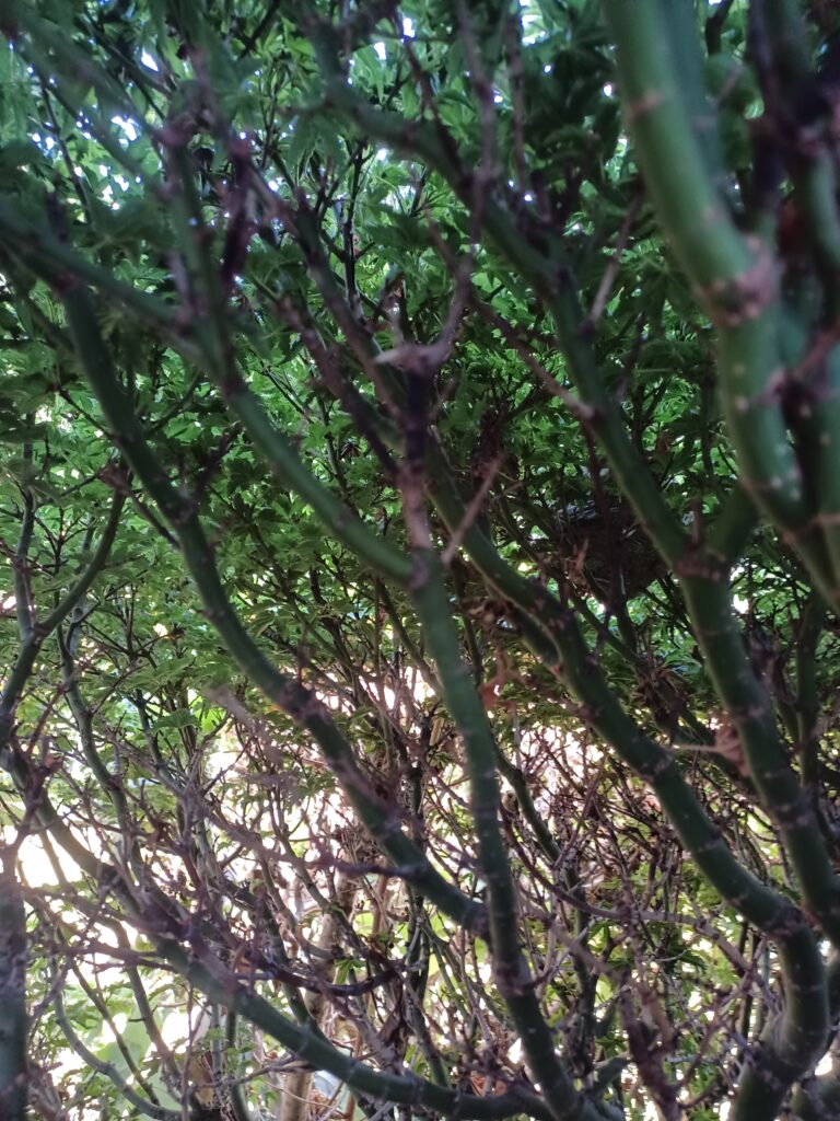 Nestentfernung – 13.07.2026