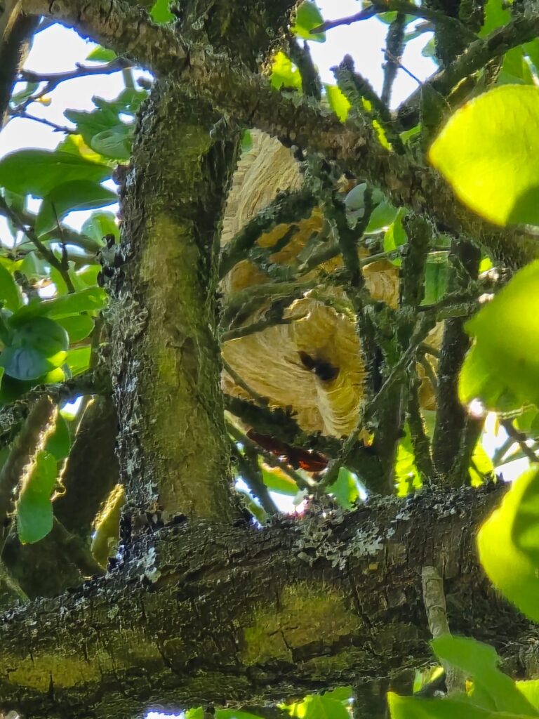 Nestentfernung – 13.07.2026