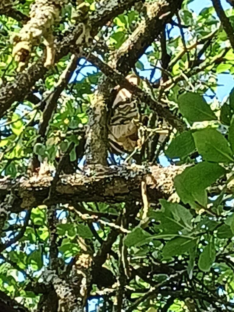 Nestentfernung – 13.07.2026