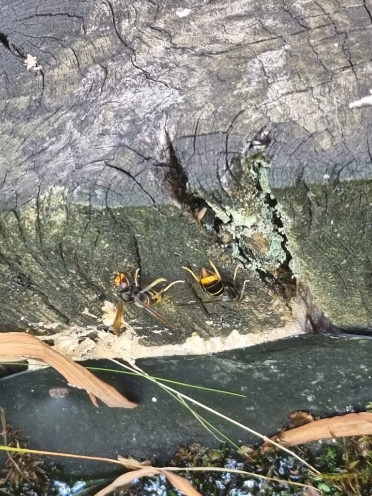 Nestentfernung – 11.07.2026