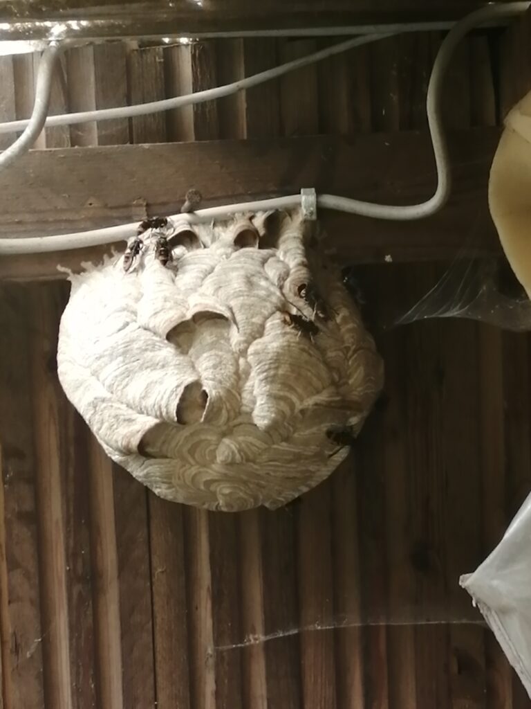 Nestentfernung – 12.07.2026