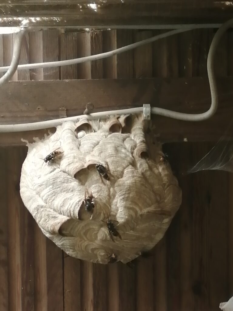 Nestentfernung – 12.07.2026
