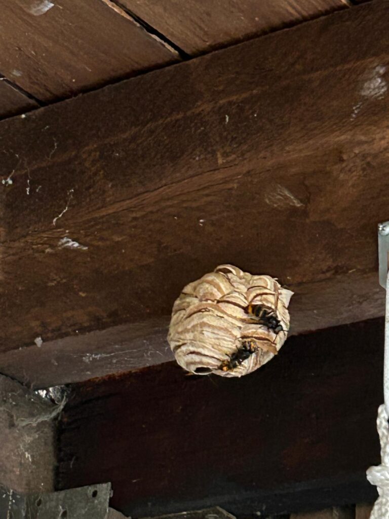 Nestentfernung – 15.07.2026