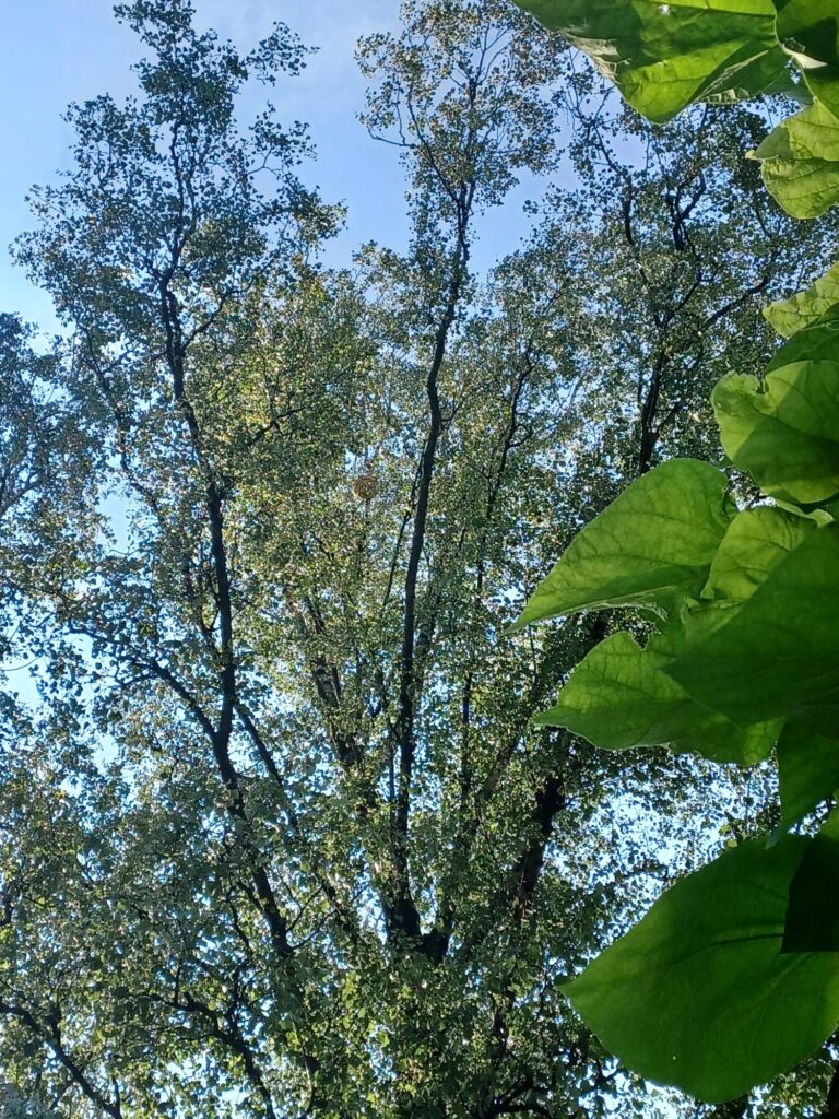Nestentfernung – 16.07.2026