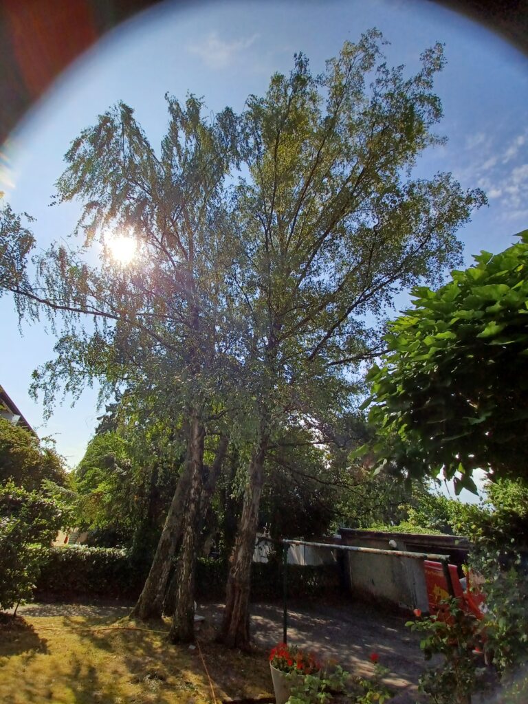 Nestentfernung – 16.07.2026