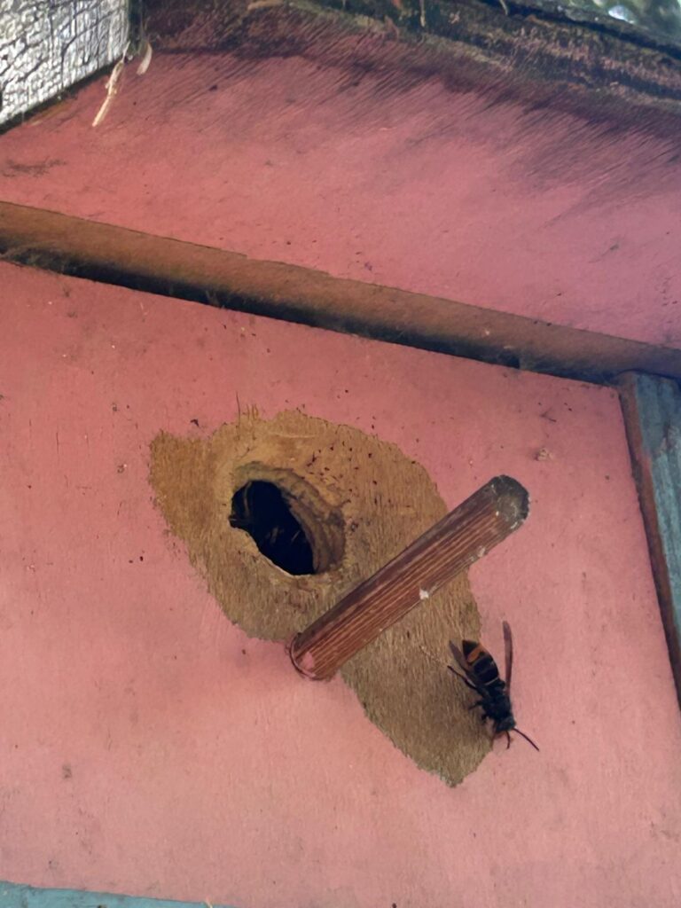 Nestentfernung – 17.07.2026
