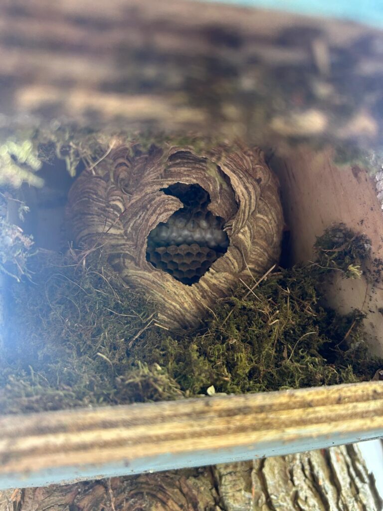 Nestentfernung – 17.07.2026