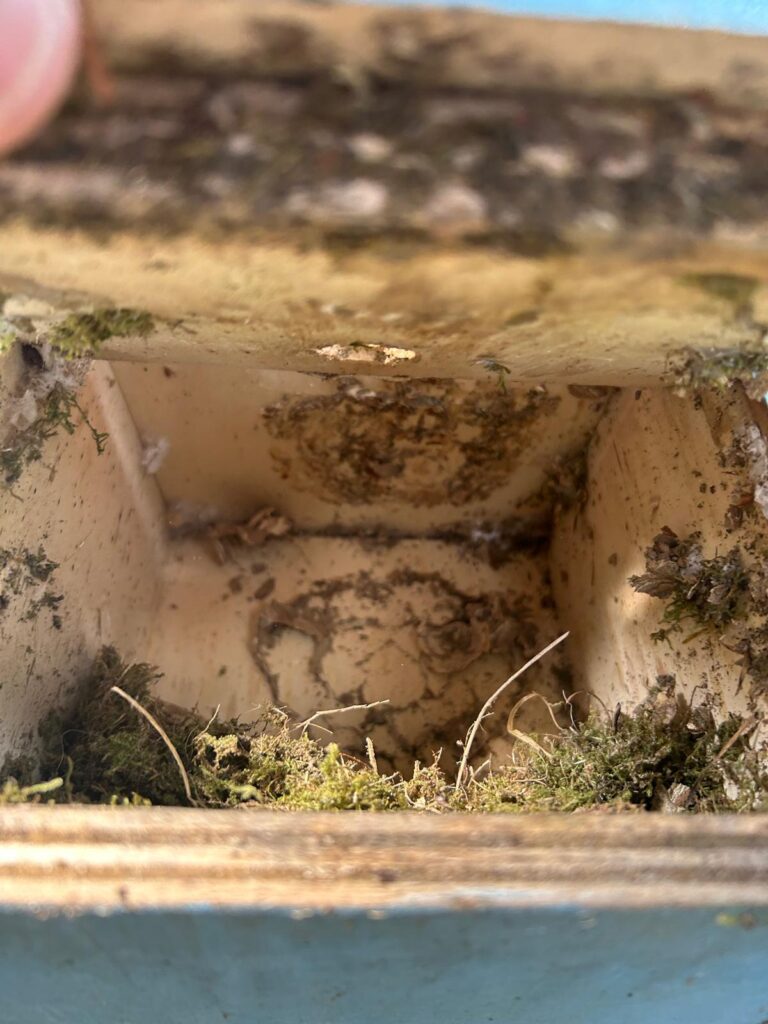 Nestentfernung – 17.07.2026