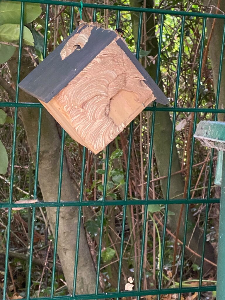 Nestentfernung – 20.07.2026