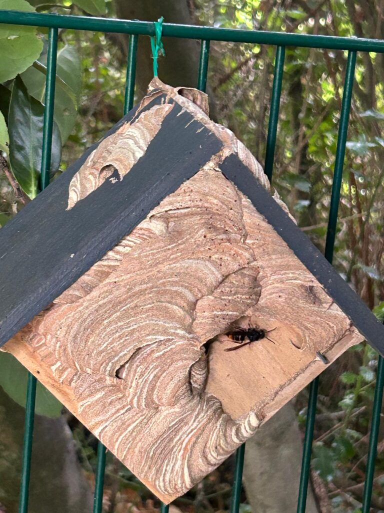 Nestentfernung – 20.07.2026