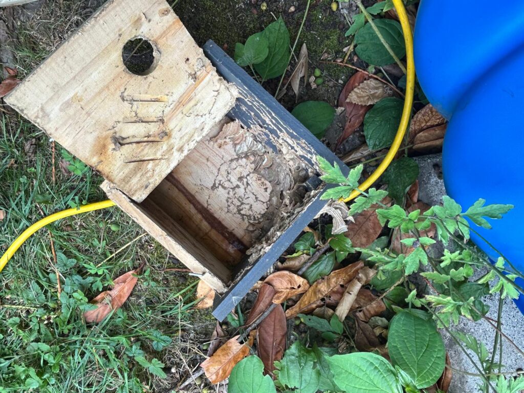 Nestentfernung – 20.07.2026