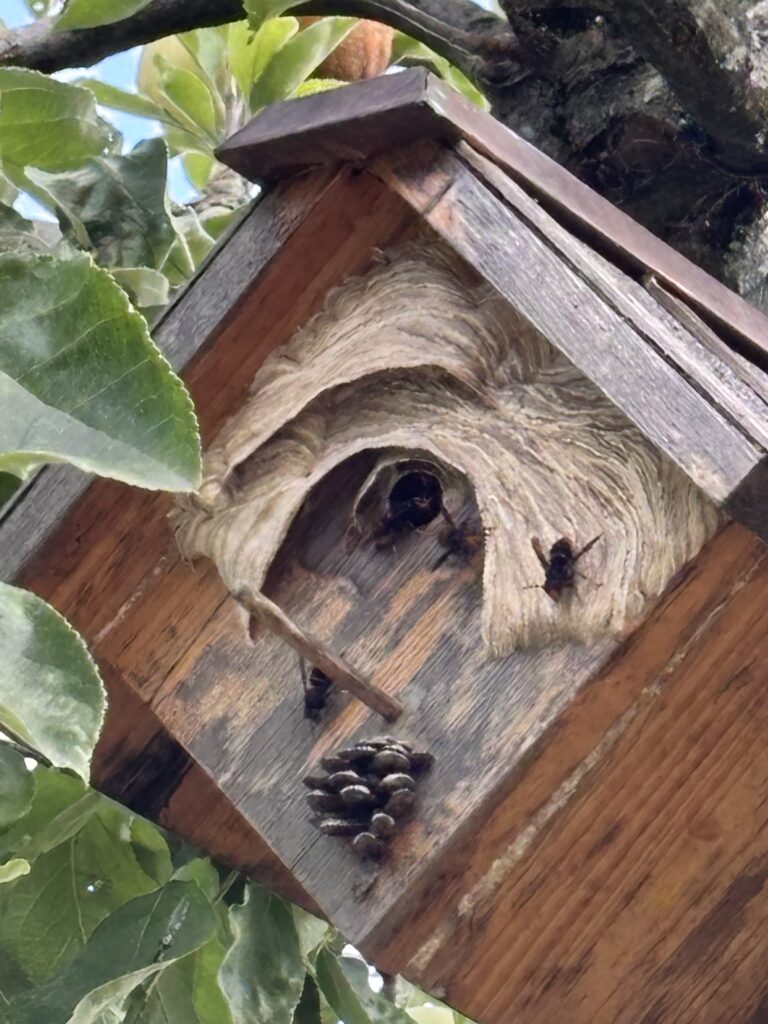 Nestentfernung – 21.07.2026
