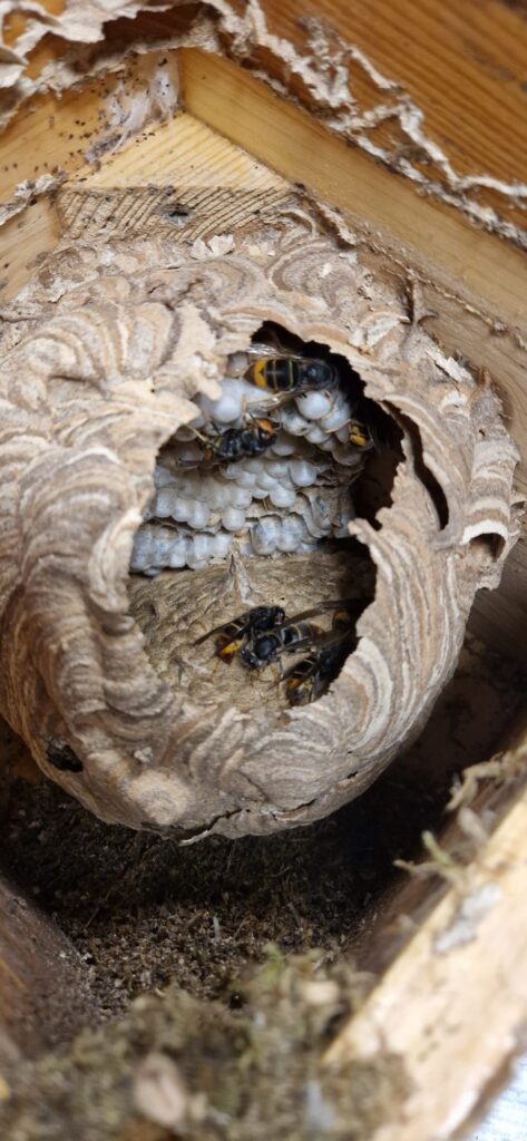Nestentfernung – 21.07.2026