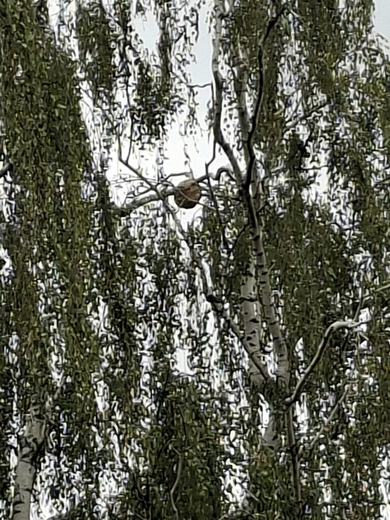 Nestentfernung – 28.07.2026