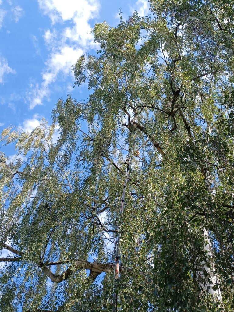 Nestentfernung – 28.07.2026
