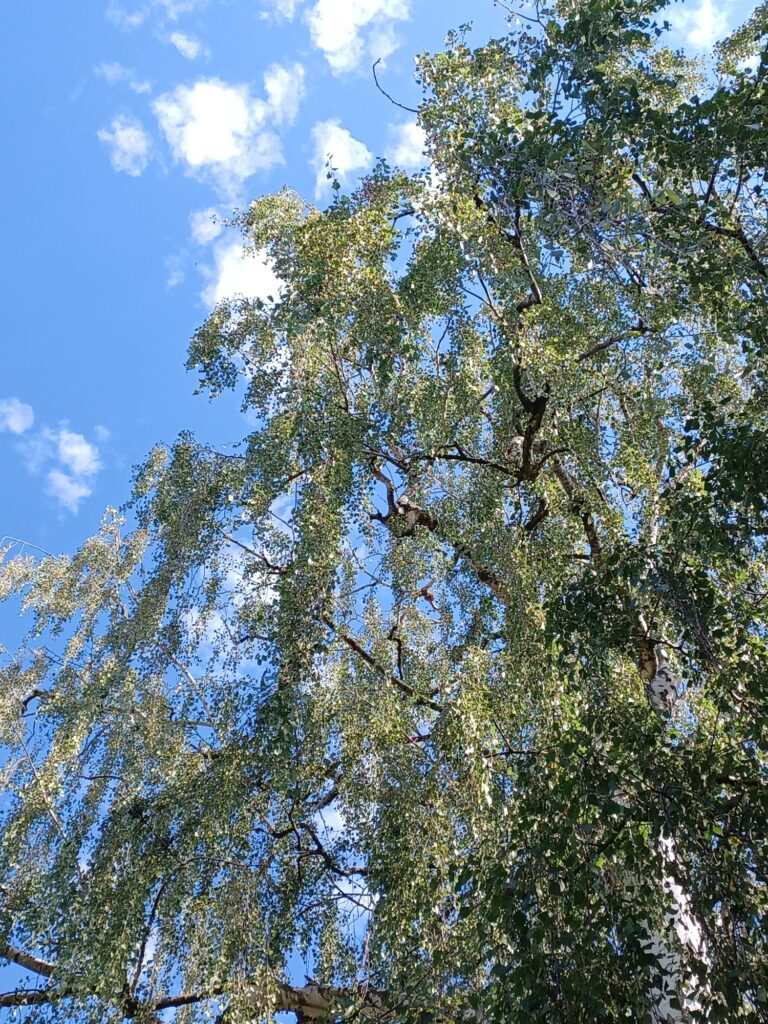 Nestentfernung – 28.07.2026
