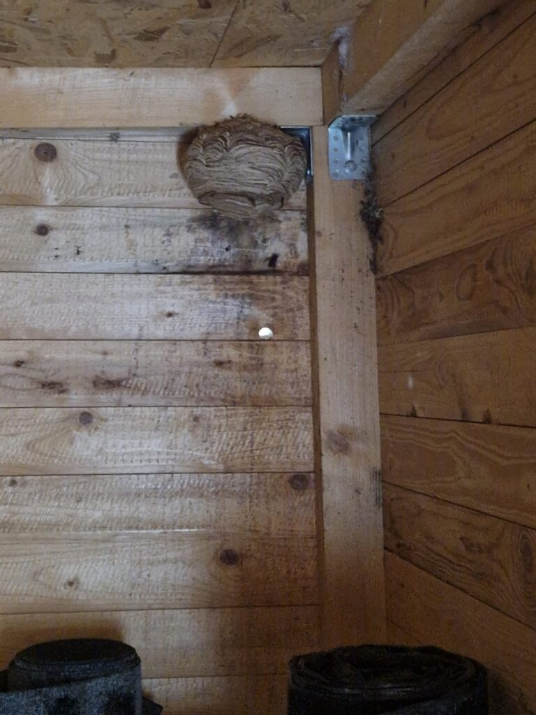 Nestentfernung – 27.07.2026