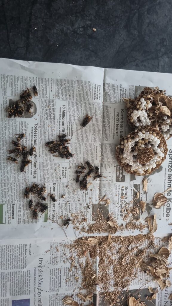 Nestentfernung – 27.07.2026