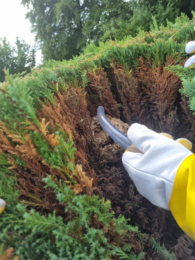 Nestentfernung – 27.07.2026