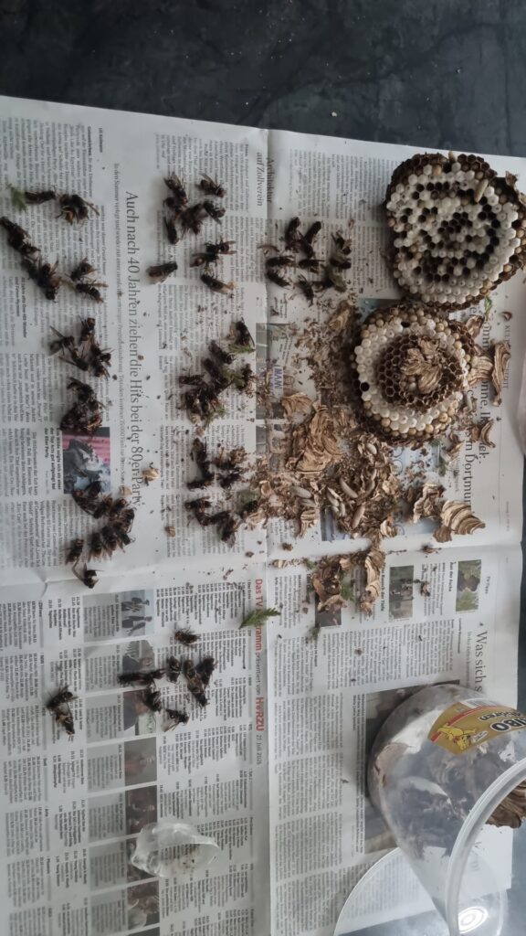 Nestentfernung – 27.07.2026
