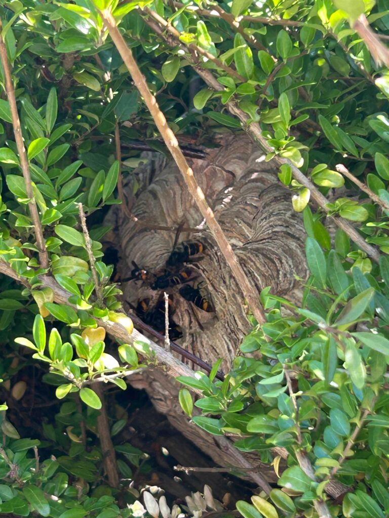 Nestentfernung – 28.07.2026