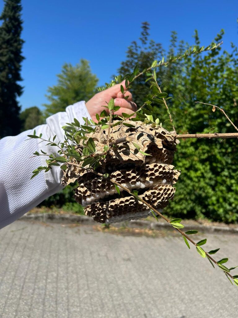 Nestentfernung – 28.07.2026
