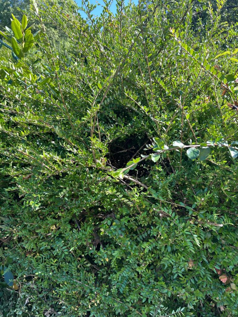 Nestentfernung – 28.07.2026
